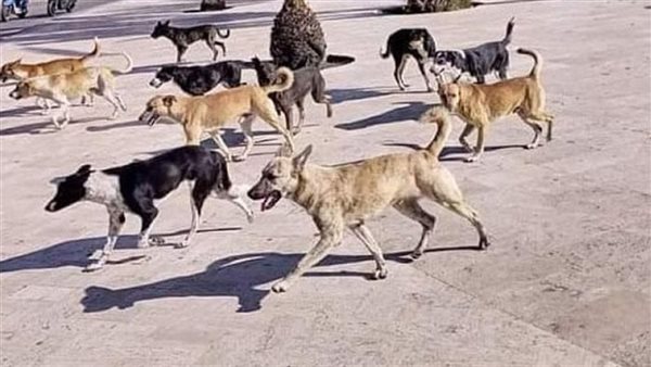 تعقيم وتطعيم الكلاب الضالة في الجيزة و6 أكتوبر