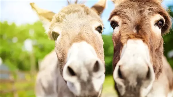 حسين أبو صدام: أسعار الحمير تصل إلى 15 ألف جنيه