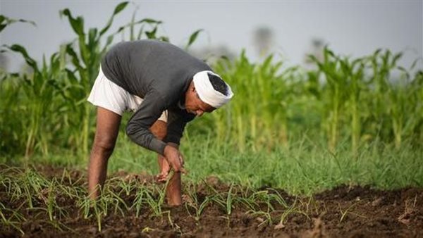 خفض حصص الأسمدة يهدد المحاصيل الاستراتيجية في زراعة النواب