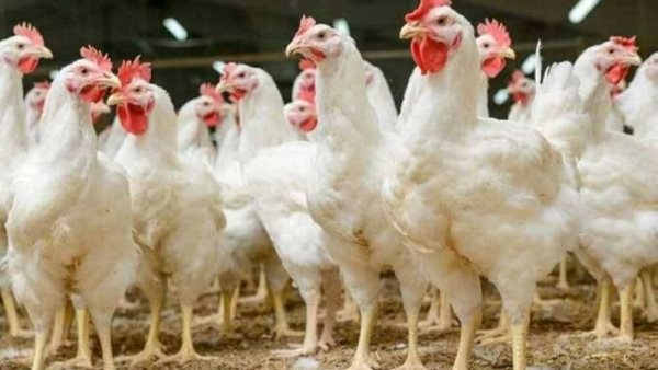 سعر كيلو الفراخ البيضاء ينخفض اليوم في البورصة
