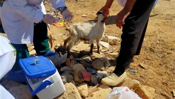 قافلة بيطرية مجانية تعالج 715 حالة في عيون موسى