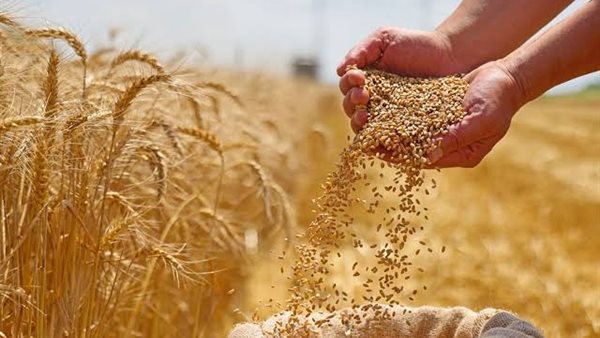 مصر تحقق أعلى مشتريات قمح محلي في تاريخها ب4.38 مليون طن