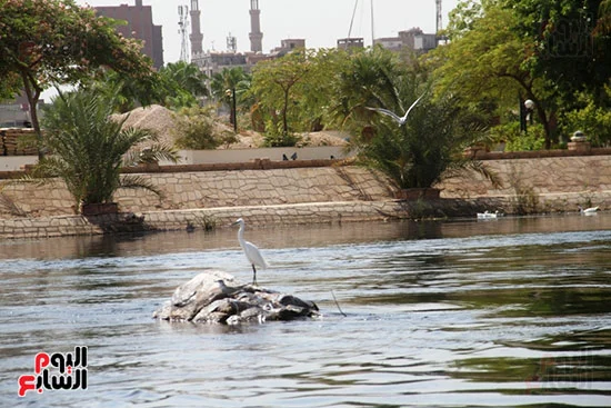 الطيور