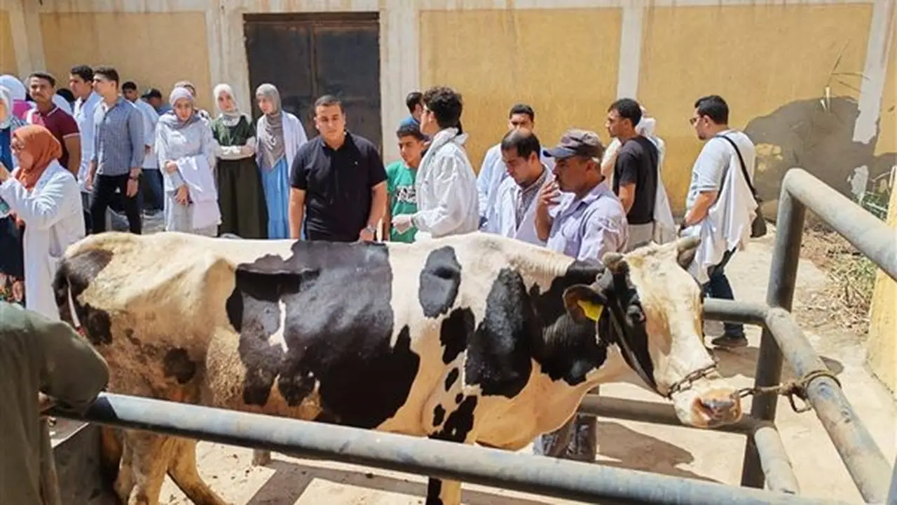 254 قافلة بيطرية مجانية: وزارة الزراعة تصل إلى 271 قرية لدعم المربين