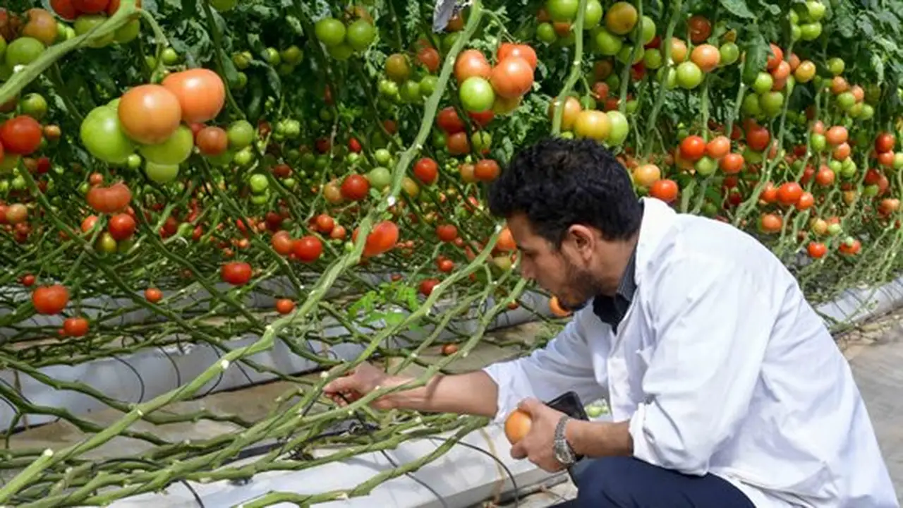 180 فكرة مبتكرة في مسابقة الابتكار الزراعي 2026: تحويل العلم إلى حلول لمواجهة أزمات المياه والتربة والغذاء