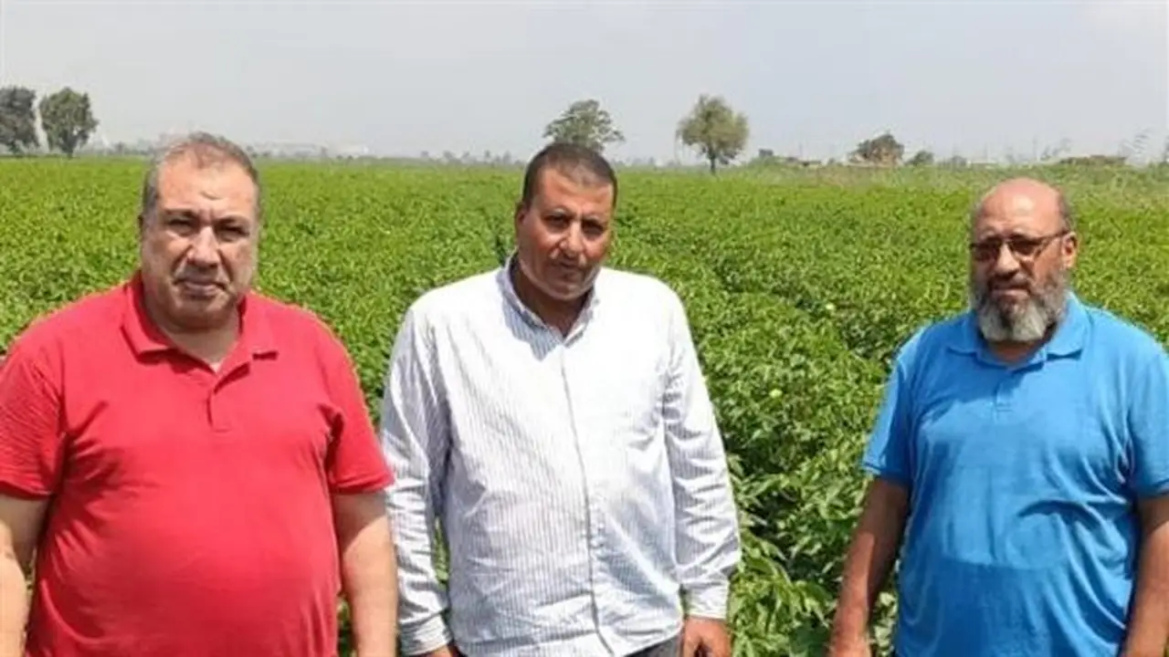 الزراعة تتابع حقول إكثار القطن لضمان جودة التقاوي
