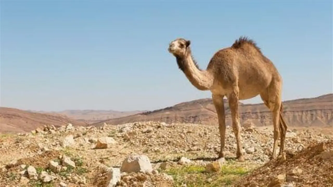 تفسير رؤية الجمل في المنام ودلالاتها على تولي المناصب المهمة