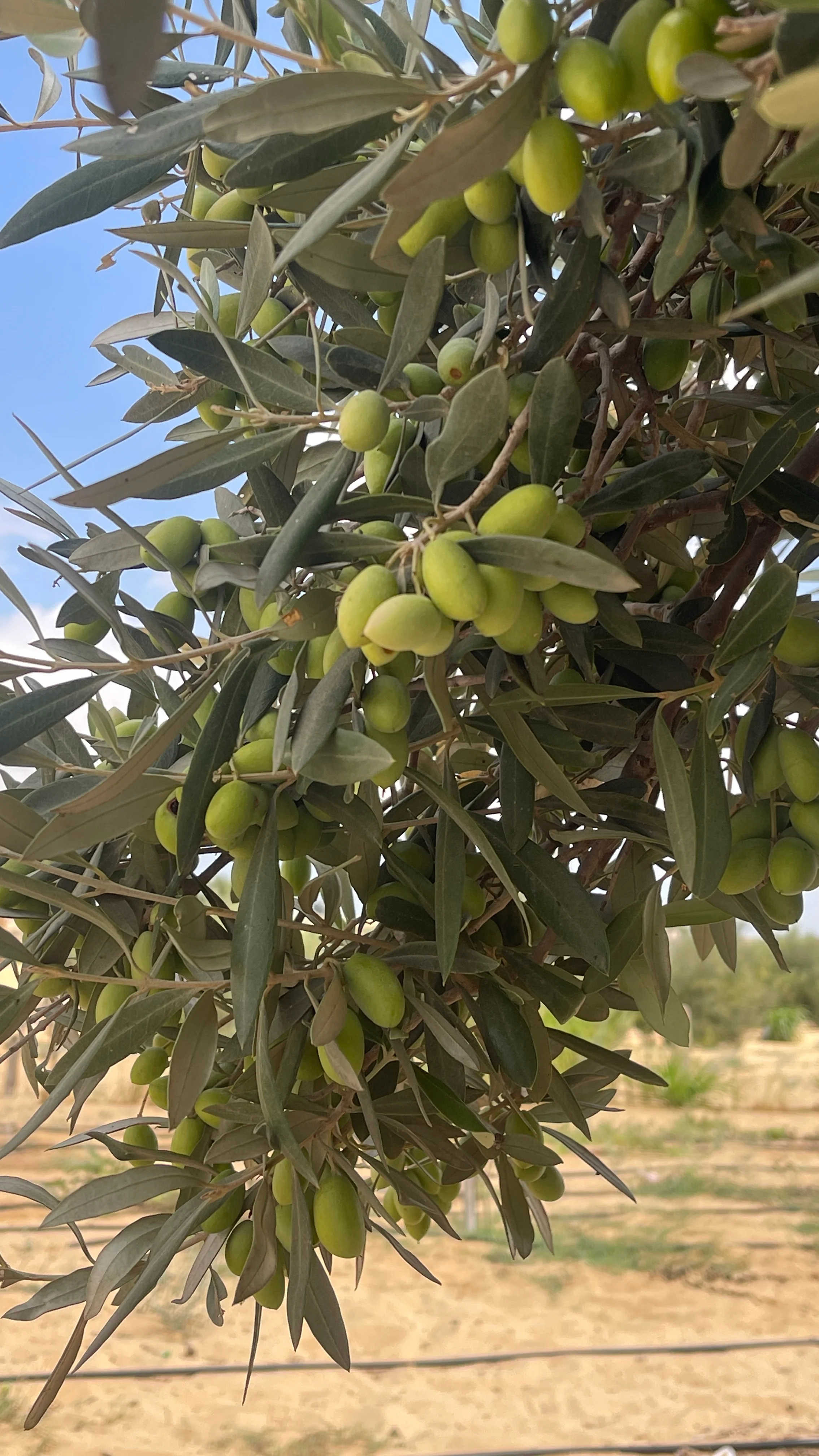 نمو حبات الزيتون علي مياه الابار الجوفية