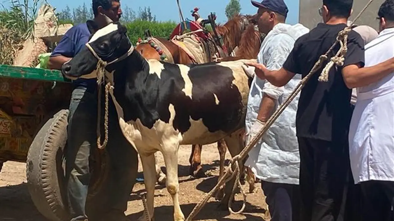 وزارة الزراعة تعزز الرعاية التناسلية للماشية وتنفذ التلقيح الاصطناعي لـ41 ألف رأس خلال يوليو