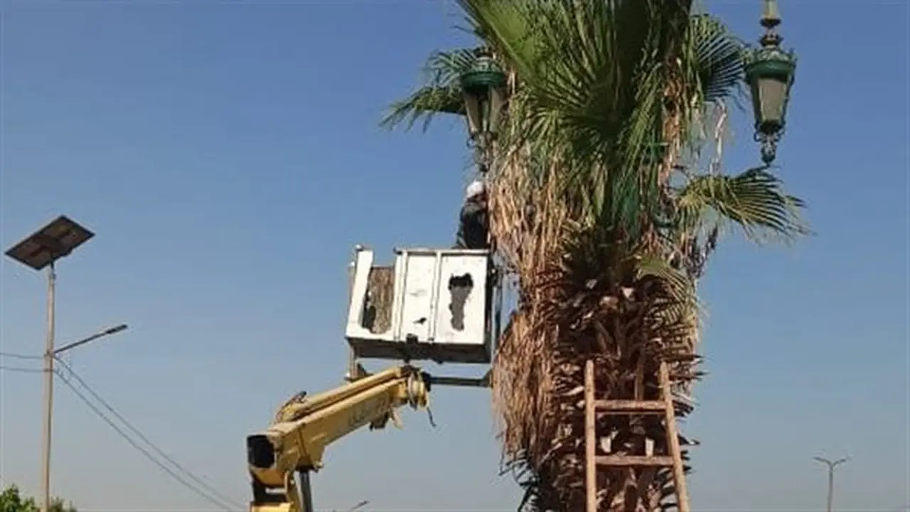 تكثيف جهود تقليم وتهذيب أشجار النخيل على الطرق السريعة في أسيوط