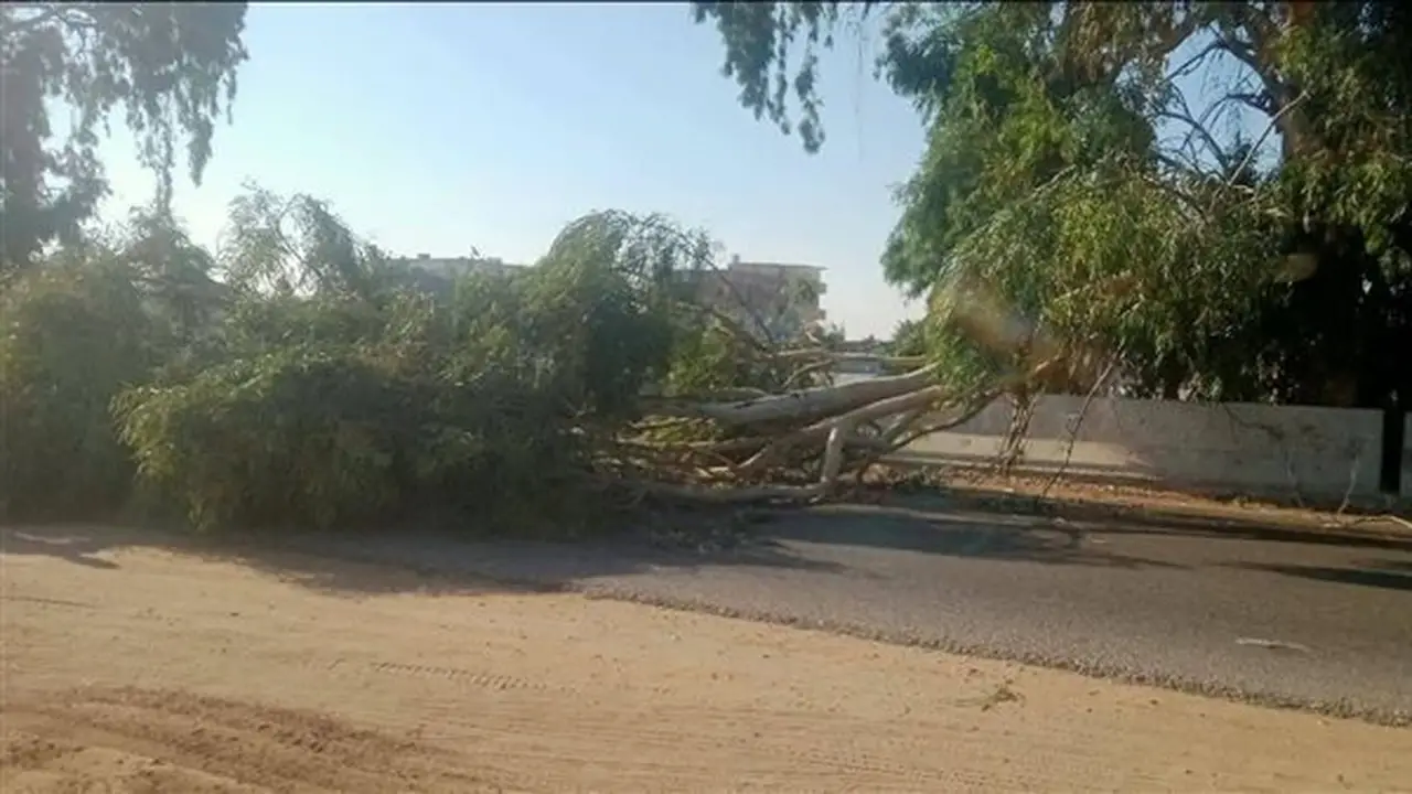 سقوط شجرة تعطل حركة المرور على طريق الإسماعيلية – الزقازيق والأجهزة التنفيذية تتدخل
