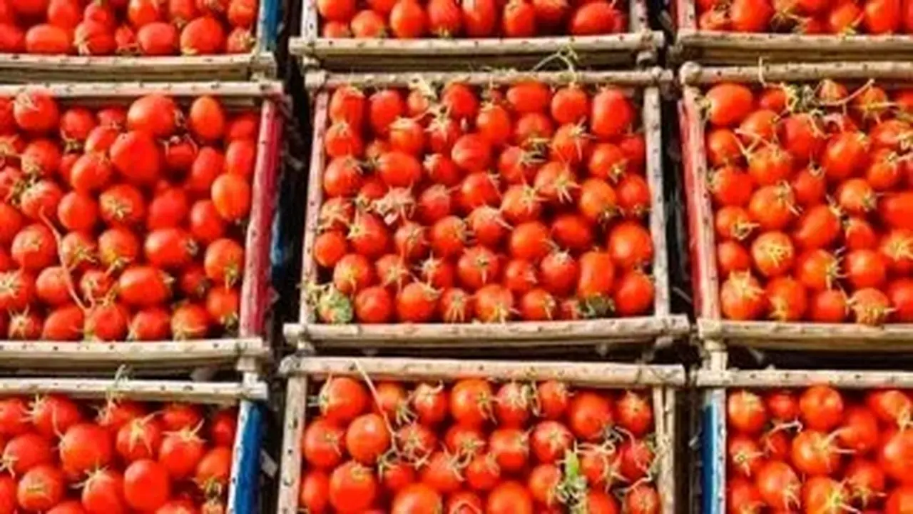 6.5 مليون طن سنويًا.. الطماطم كخط دفاع رئيسي عن الأمن الغذائي المصري