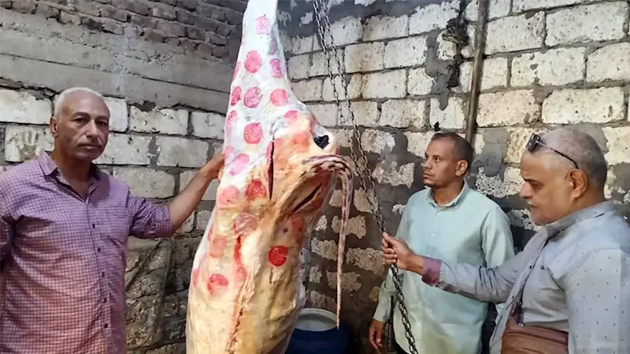 ضبط 151 كيلو من اللحوم المختومة بأختام مزورة داخل محل جزارة في المنيا (صور)