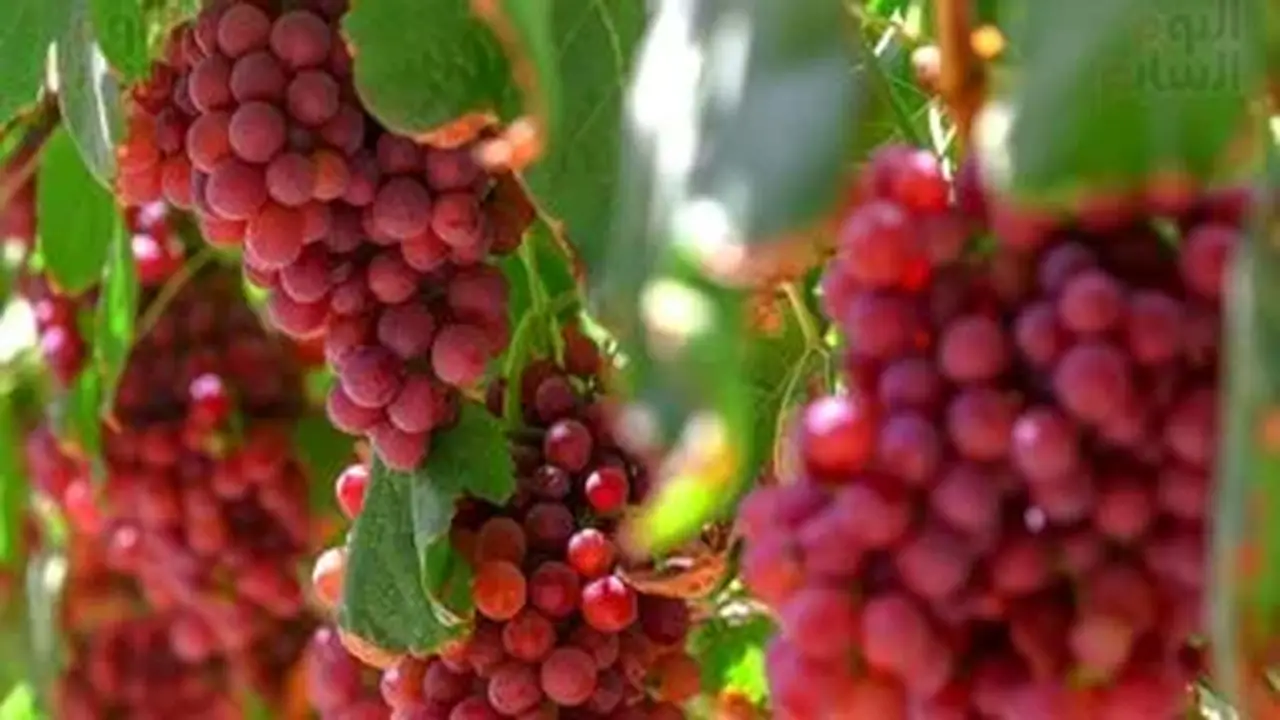 العنب المصري يحتل المركز الرابع في صادرات الزراعة بنحو 180 ألف طن
