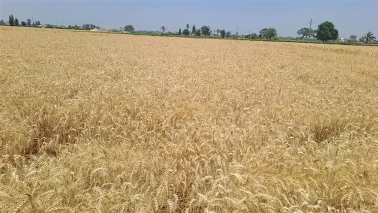 محافظة الفيوم تحقق 106% من مستهدف توريد القمح المحلي
