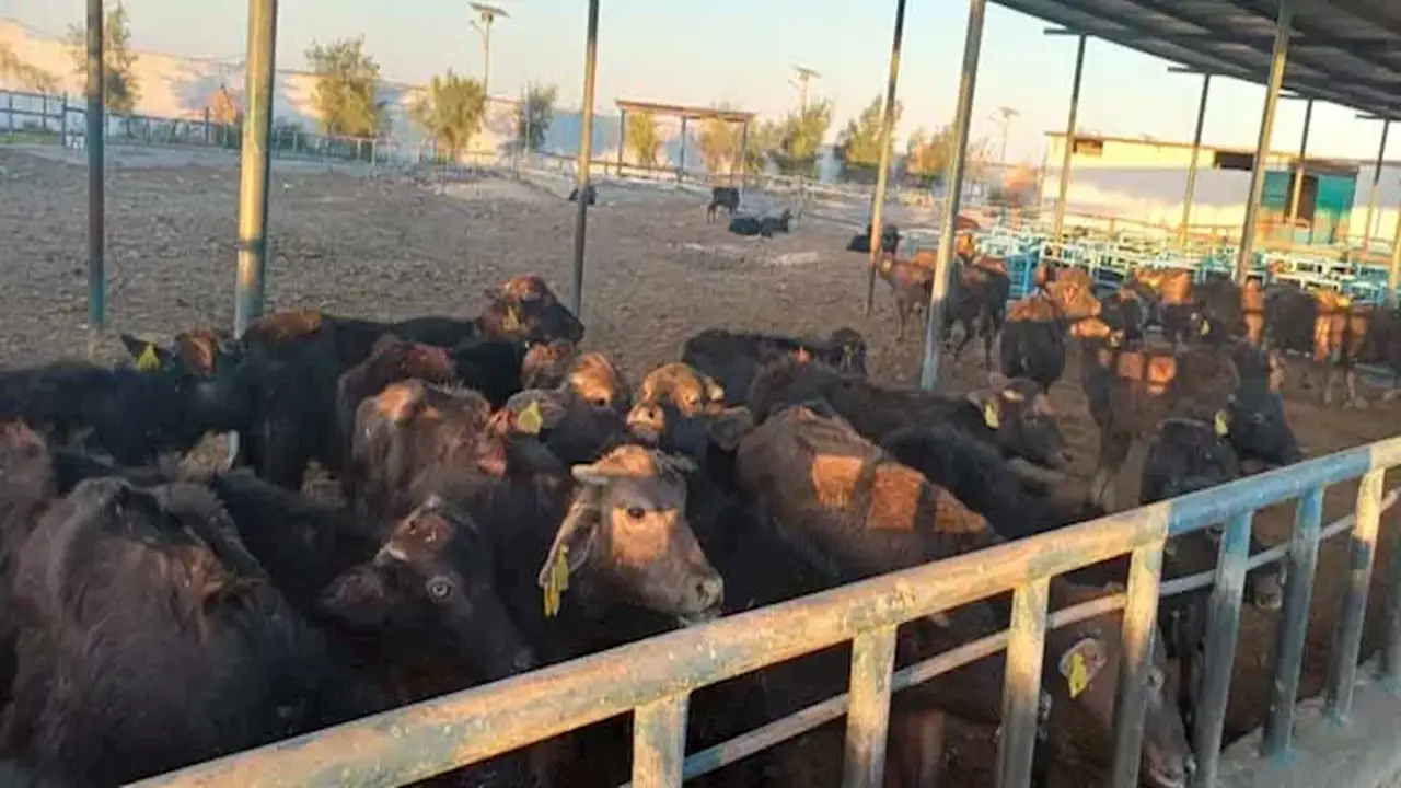 نقيب البيطريين يكشف تفاصيل مشروع العيادات المتنقلة بنظام تقسيط يصل إلى 5 سنوات