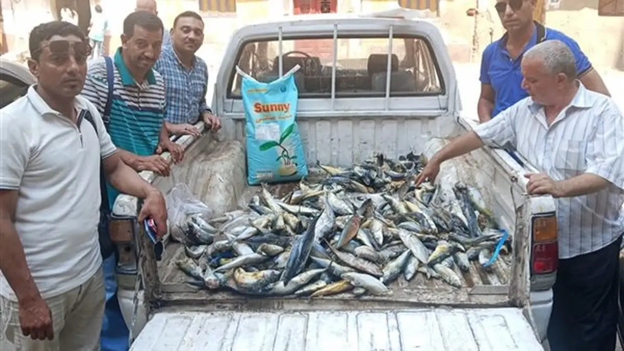 ضبط 80 كيلو من أسماك الماكريل المنتهية الصلاحية خلال حملة رقابية في كوم حمادة