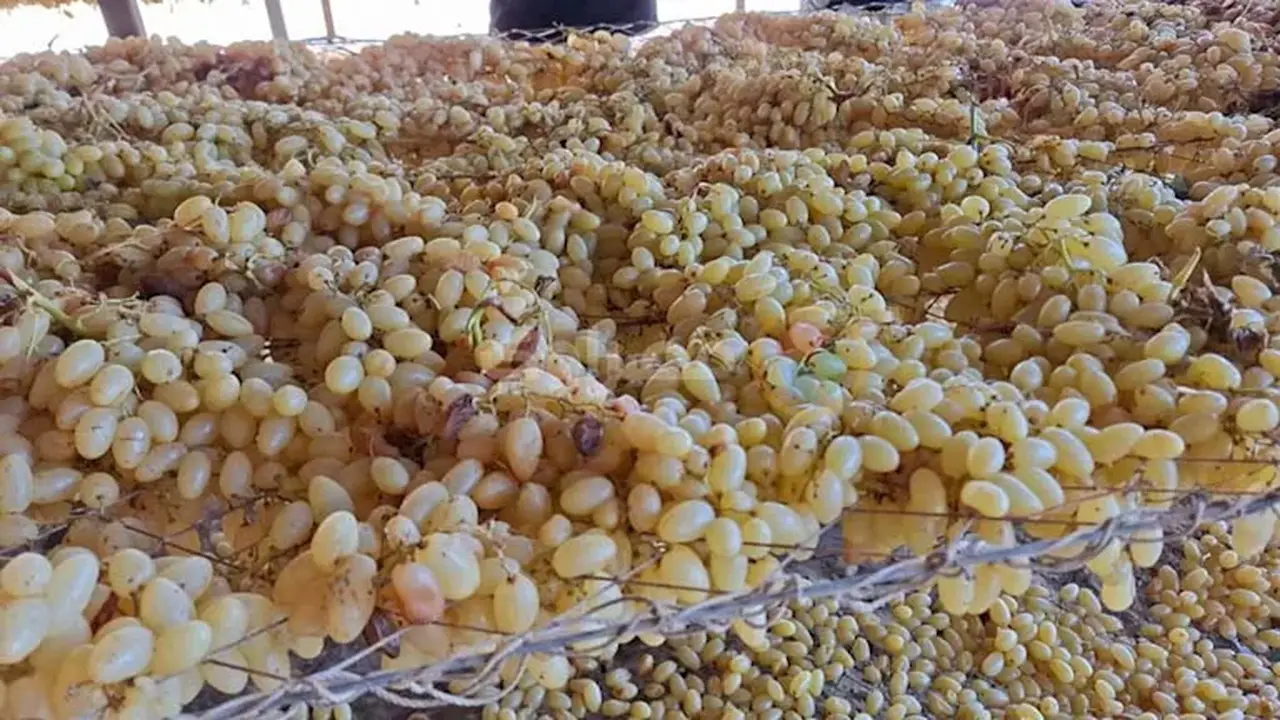 كيف يتحول العنب إلى زبيب؟.. اكتشف رحلة التحويل من مزارع المنيا – فيديو وصور