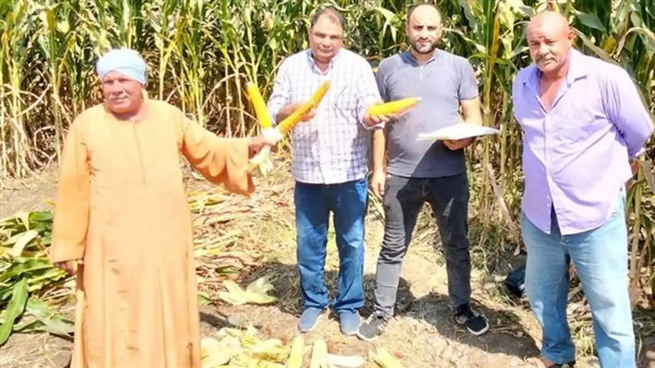 متابعة الحملة القومية للنهوض بمحصول الذرة الشامية في الفيوم