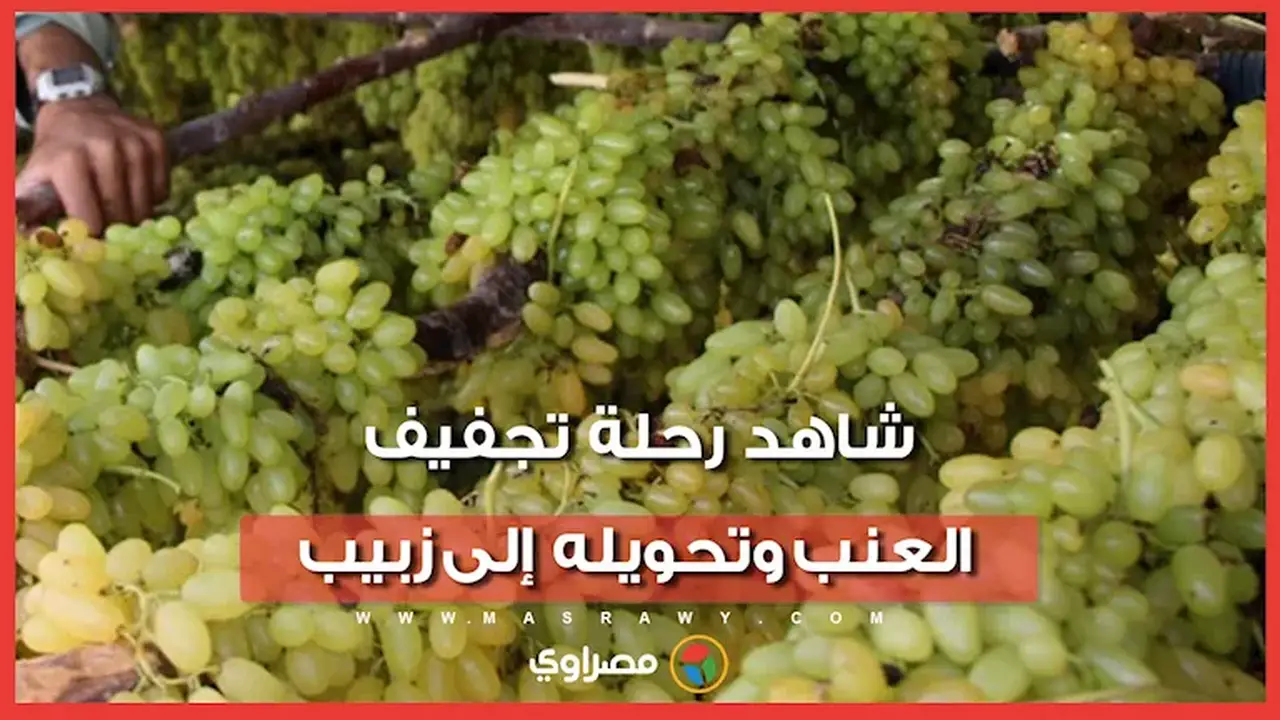 رحلة العنب من صحراء المنيا إلى زبيب عالمي: خطوات التحويل والتصدير